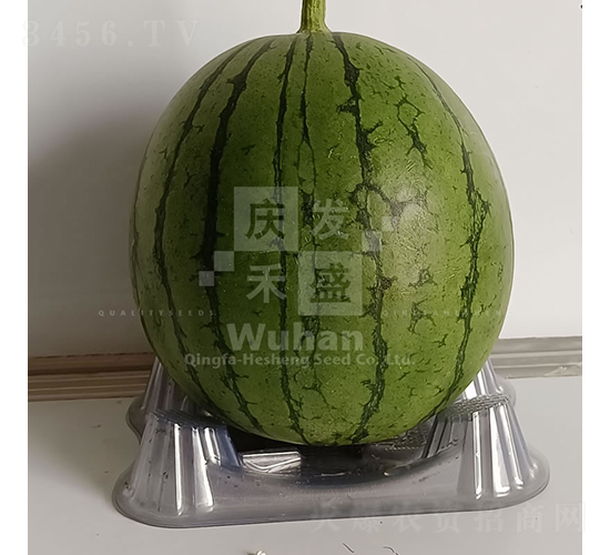 С����-���ϷN��-�c�l(f��)��ʢ