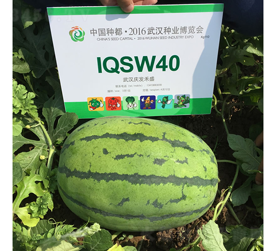 �c��3̖-���ϷN��-�c�l(f��)��ʢ