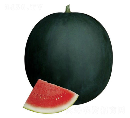 ��ţ-���ϷN��-�c�l(f��)��ʢ