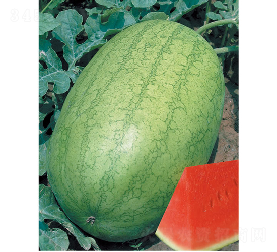 �ش�c�t��������-���ϷN��-�c�l(f��)��ʢ