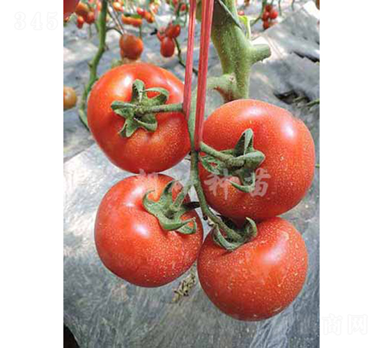 ����256-���ѷN��-���зN��