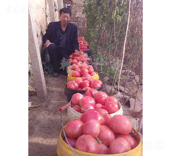 ����KT-10-���ѷN��-���зN��