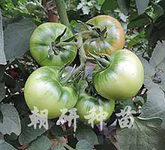 ����216C-���ѷN��-���зN��