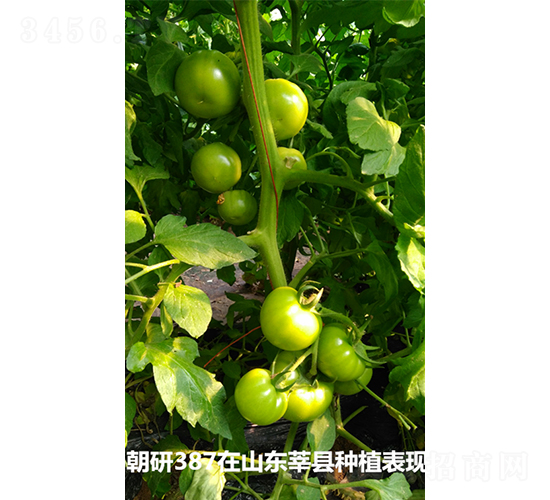 ����387-���ѷN��-���зN��