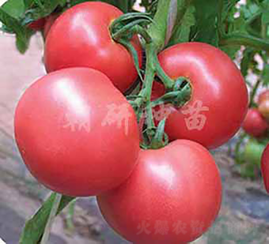 ����298-���ѷN��-���зN��