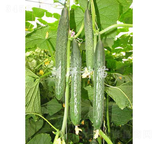 ����709-�S�ϷN��-���зN��