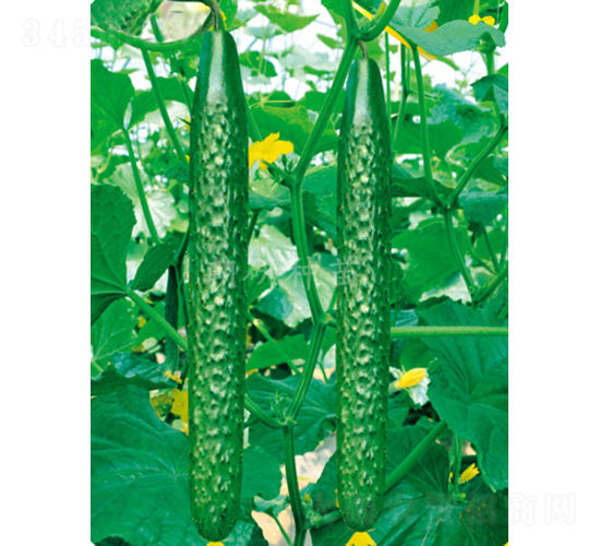 ����706-�S�ϷN��-���зN��