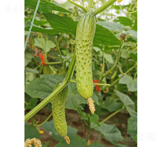 ����717-�S�ϷN��-���зN��