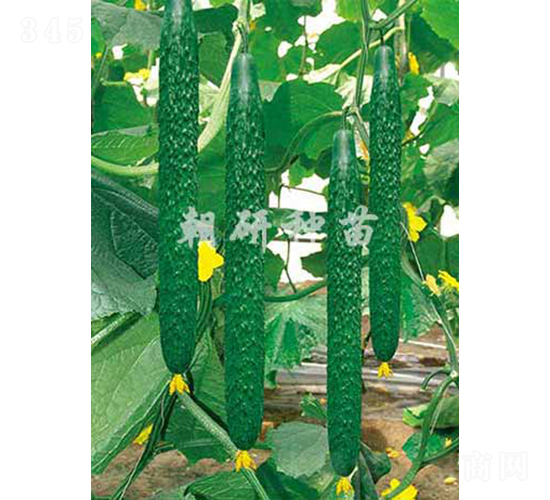 ����615-�S�ϷN��-���зN��