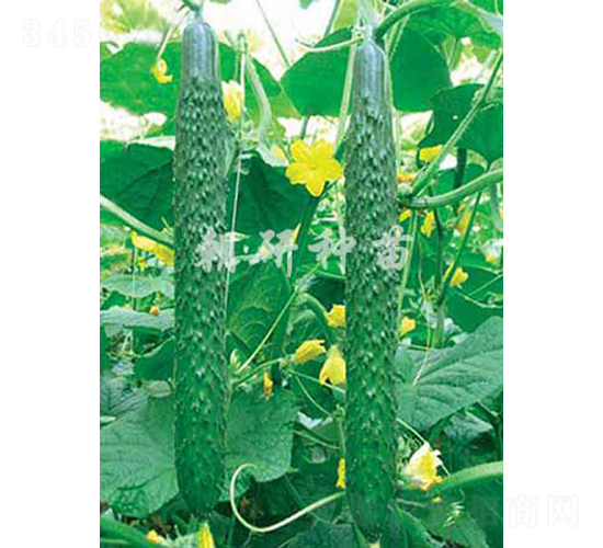 ����608-�S�ϷN��-���зN��