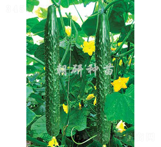 ����201-�S�ϷN��-���зN��