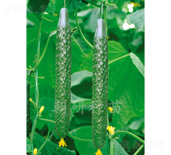 ����202-�S�ϷN��-���зN��