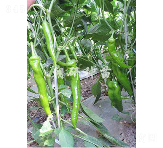 ��174-�����N��-���зN��