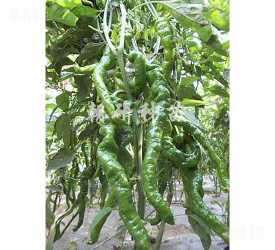 ��23-2-�����N��-���зN��