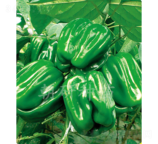 ������02-�����N��-���зN��