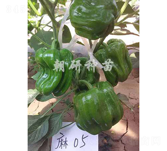 ������05-�����N��-���зN��