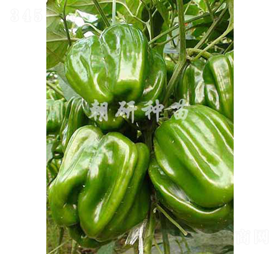 ������06-�����N��-���зN��