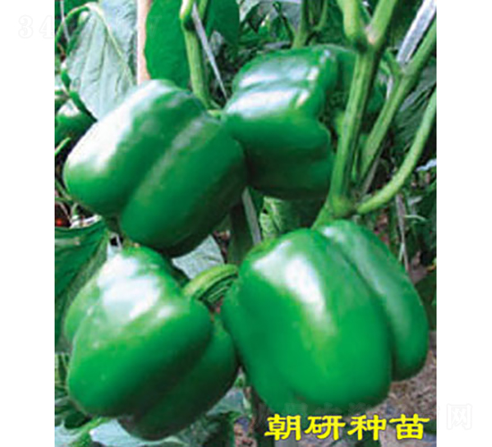 ��27-�����N��-���зN��