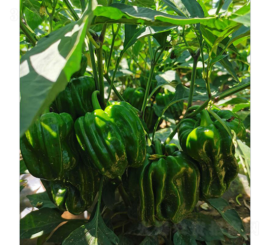 ����һ̖(h��o)����-�����N��-���зN��