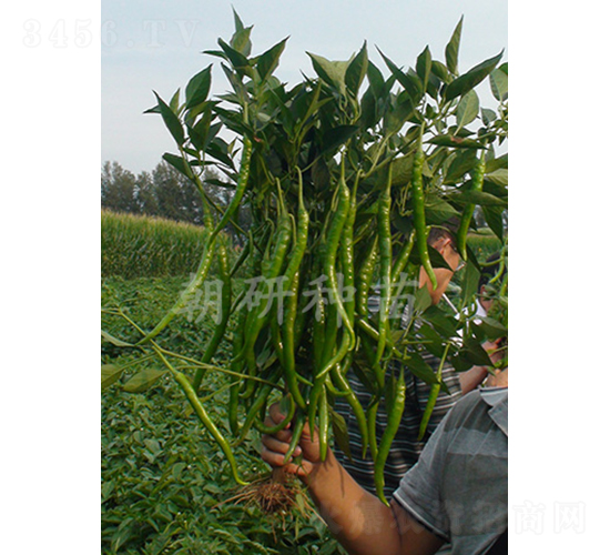 ��303-�����N��-���зN��