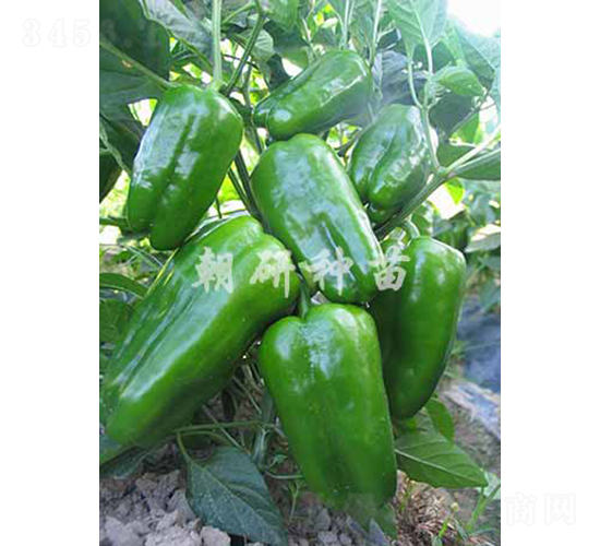 ��14-�𽷷N��-���зN��