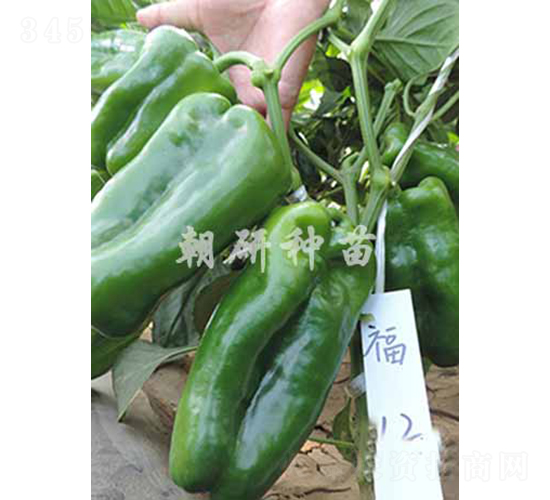 津福12-甜椒種子-朝研種苗