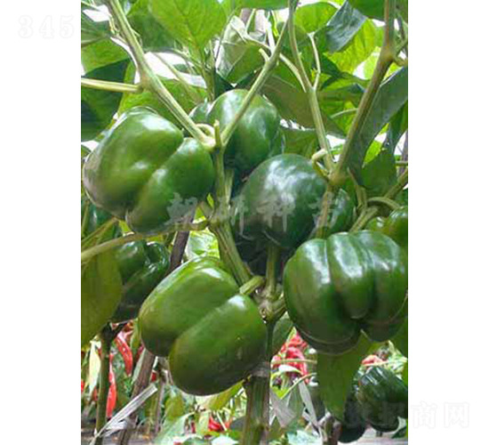 津福36-甜椒種子-朝研種苗