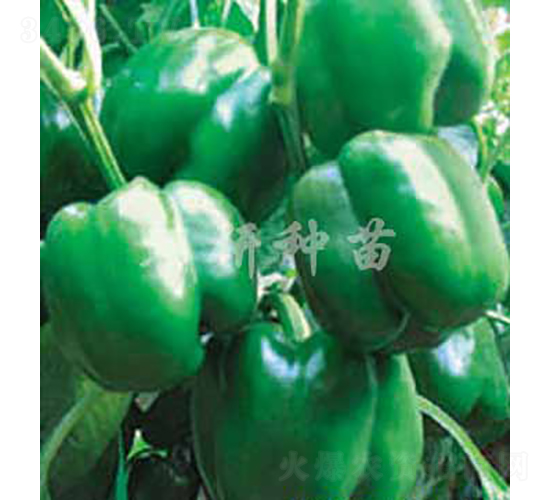 ��16̖-�𽷷N��-���зN��