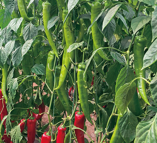 �Z��122-�����N��-���շN��