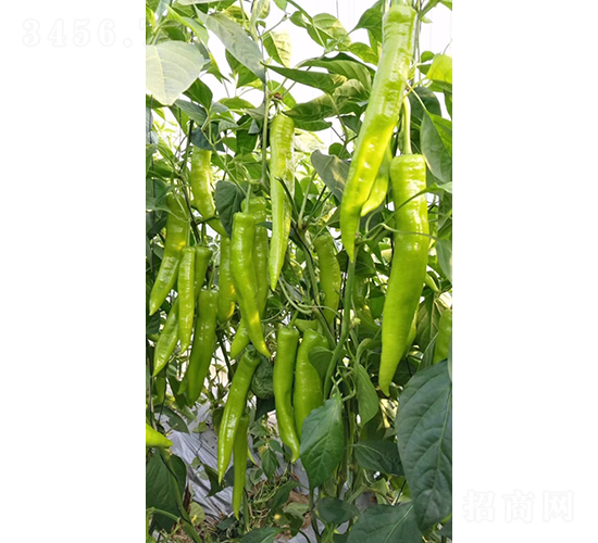 �Z��117-�����N��-���շN��