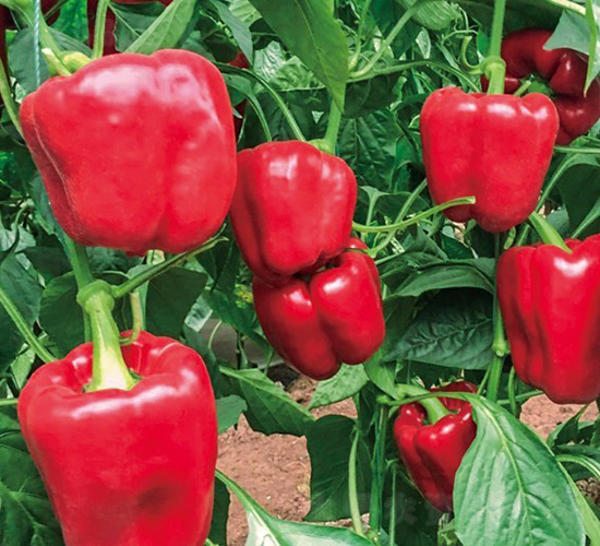 ���t1̖-�𽷷N��-���շN��