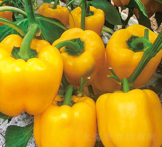 ����22-�����N��-���շN��