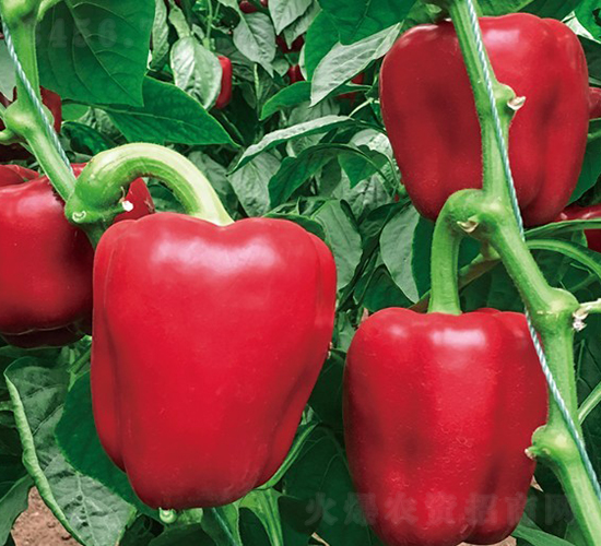 京椒7號(hào)-辣椒種子-博收種子