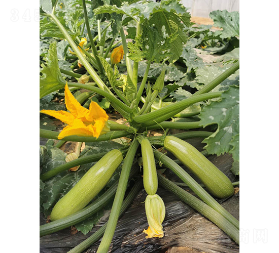 ����G��170-�����J�N��-����