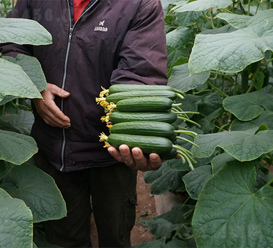 ����2̖(h��o)-�S�ϷN��-����