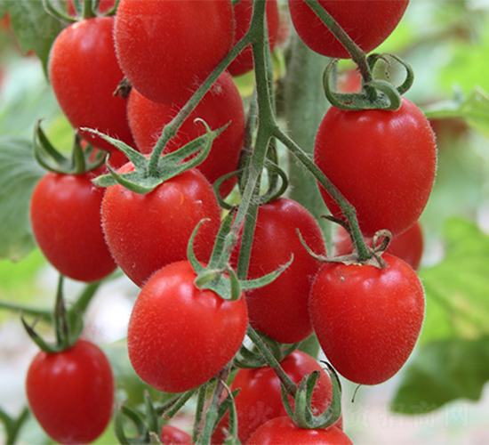 �tţ-���ѷN��-����