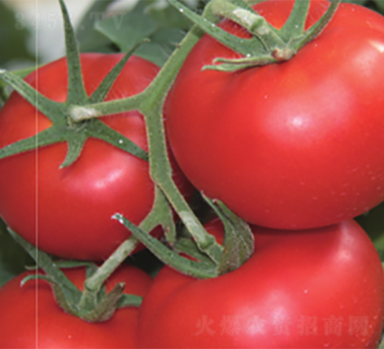 �ѵ�-���ѷN��-����