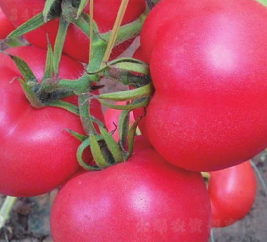 ����-���ѷN��-����