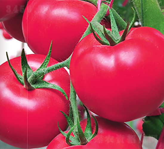 ��(y��ng)-���ѷN��-����