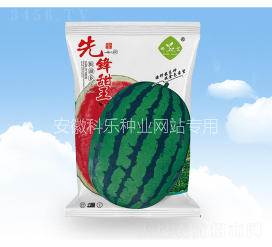 先鋒甜王-科樂種業(yè)