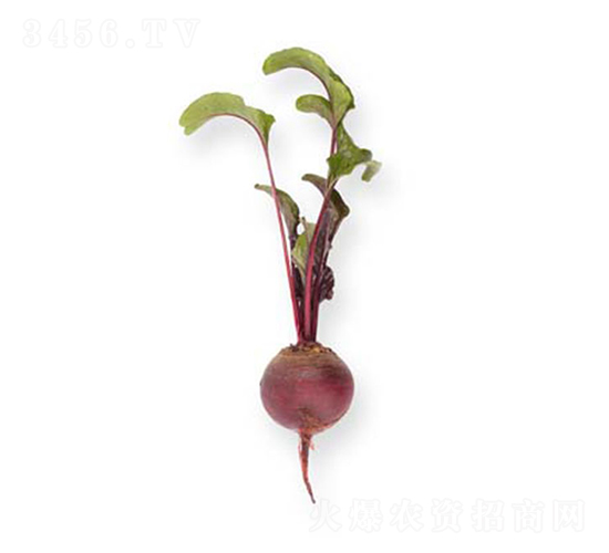 �ɵ٣�13-204��-�}���N��-���r(n��ng)�r(n��ng)�I(y��)