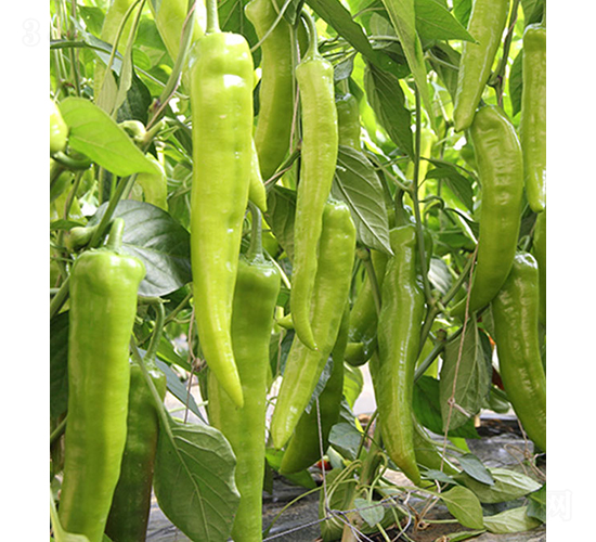 37-74-�����N��-���r(n��ng)�r(n��ng)�I(y��)