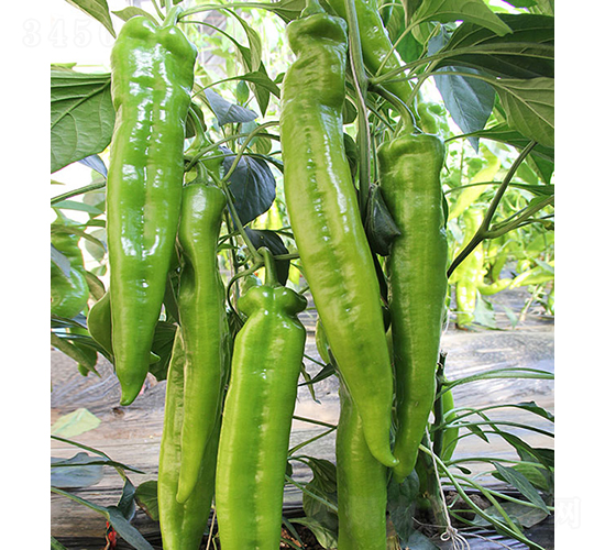 37-82-�����N��-���r�r�I(y��)