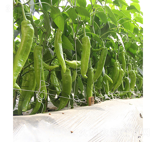 37-89-�����N��-���r(n��ng)�r(n��ng)�I(y��)