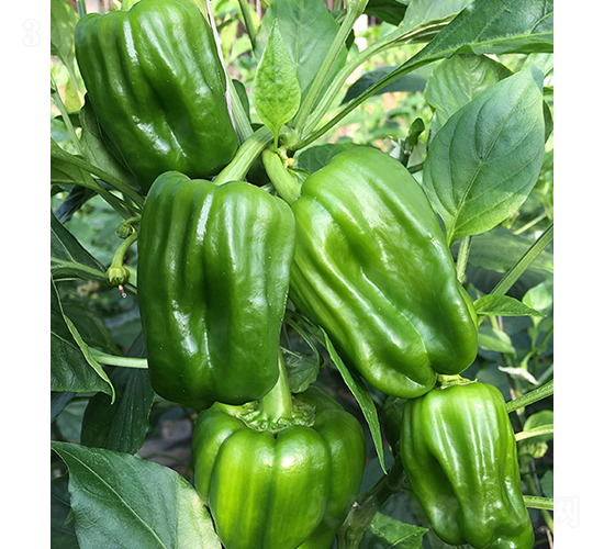 ���r(n��ng)������92-�����N��-���r(n��ng)�r(n��ng)�I(y��)