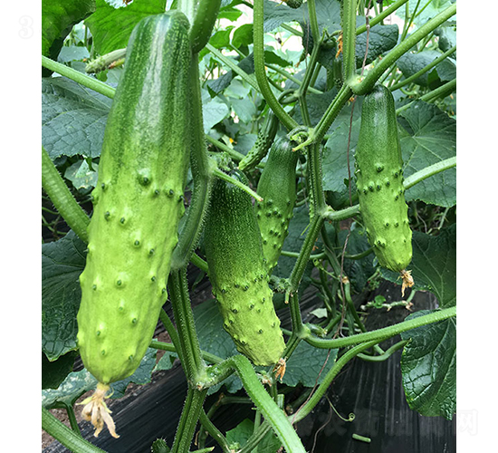 依農(nóng)綠甜9號-黃瓜種子-依農(nóng)農(nóng)業(yè)