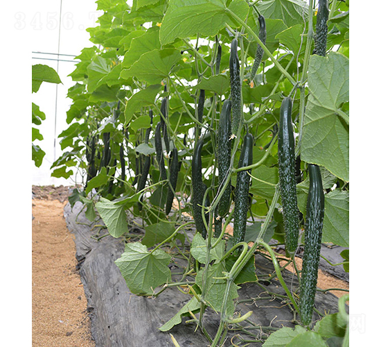 刺黃瓜24-922-黃瓜種子-依農農業(yè)