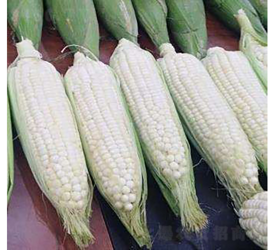 ����ŴK33���׷N��-�r(n��ng)�ƷN��