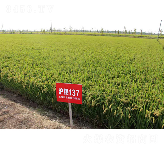 滬粳137-水稻種子-農(nóng)科種子