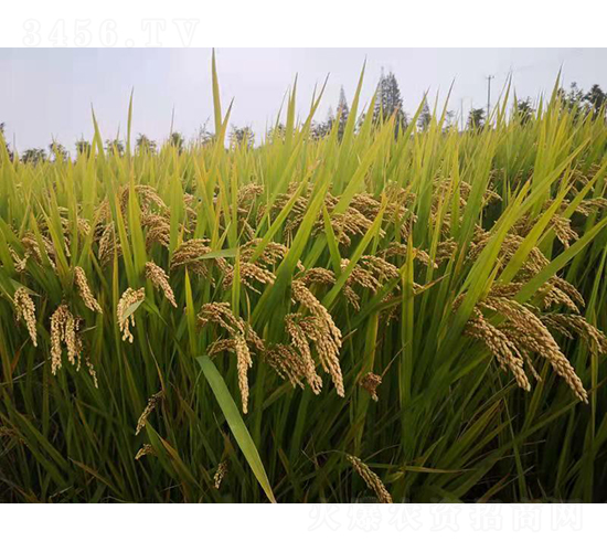 滬香粳106-水稻種子-農科種子